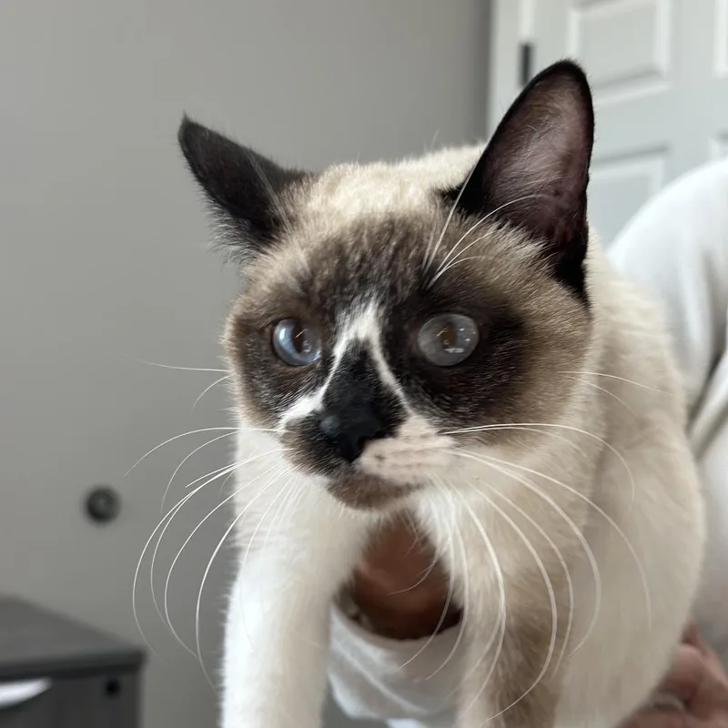 Luna thumbnail 2