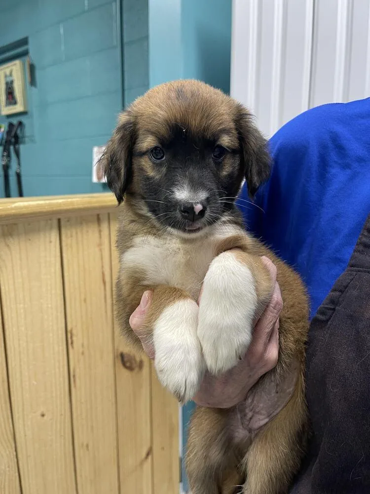 A baby small-sized female Australian Shepherd dog named Summer for adoption in Chattanooga, TN