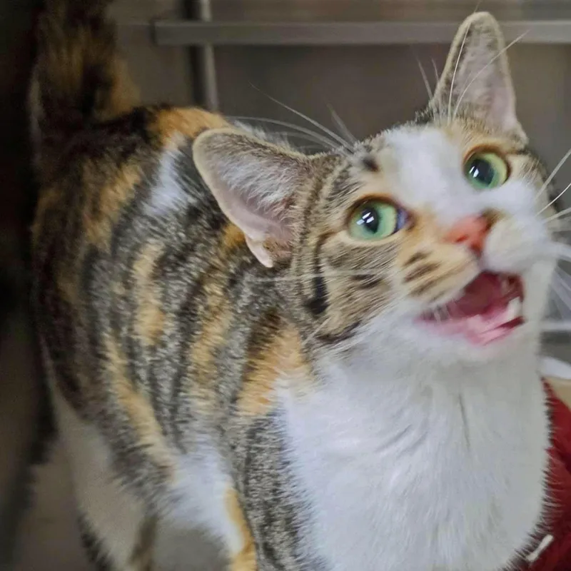 An adult medium-sized female Brown / Chocolate Domestic Short Hair cat named Joei for adoption in Plover, WI
