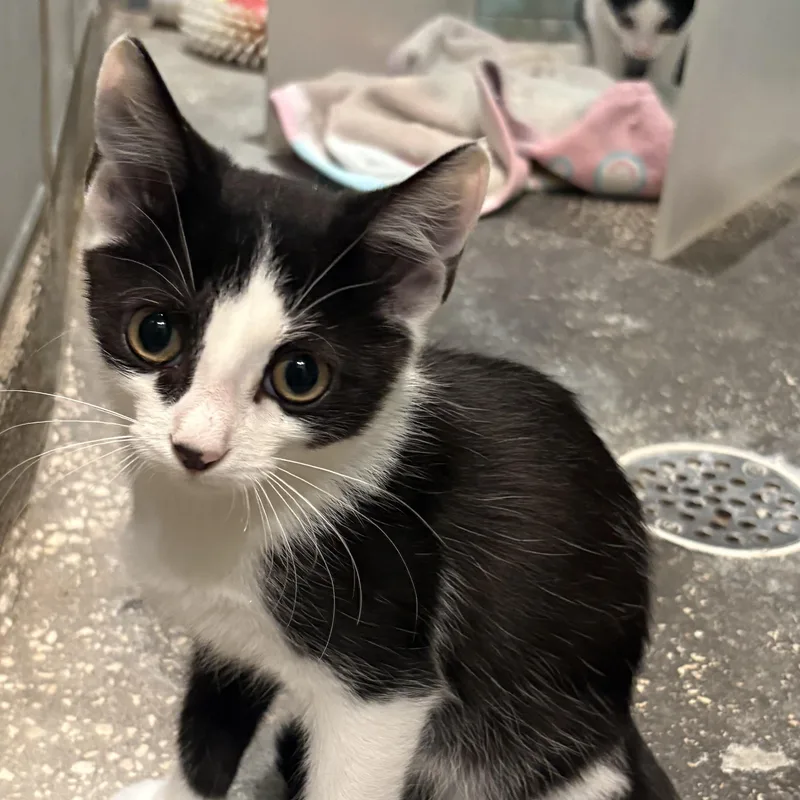 A baby medium-sized male Black & White / Tuxedo Domestic Short Hair cat named Dorian for adoption in Saint Pete Beach, FL