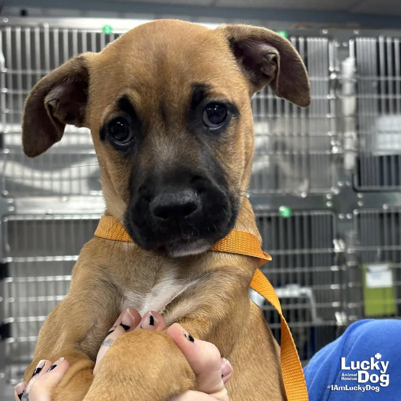 A baby large-sized female Shepherd dog named Evelyn for adoption in Washington, DC