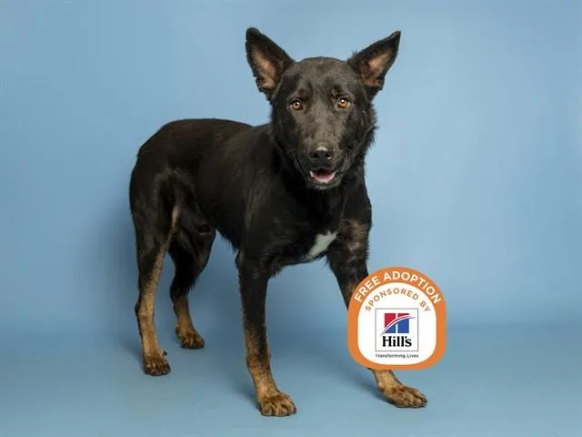 A young large-sized male German Shepherd Dog dog named Bronco for adoption in Phoenix, AZ