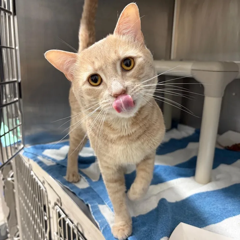 An adult medium-sized male Cream / Ivory Domestic Short Hair cat named Nene for adoption in Newark, NJ