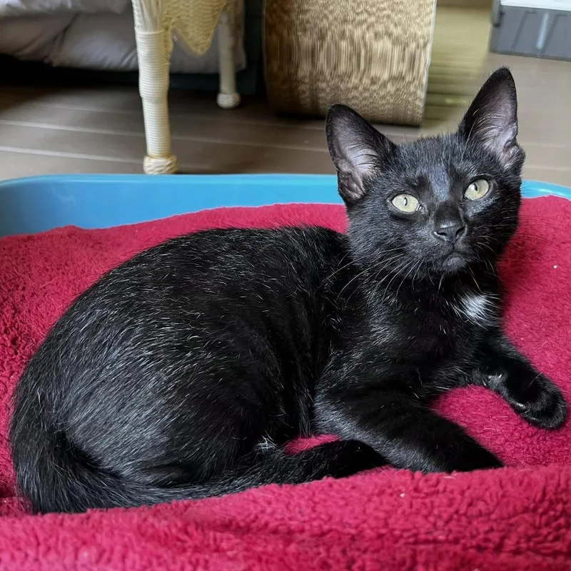 A baby small-sized male Black Domestic Short Hair cat named Magic for adoption in Brownsboro, AL