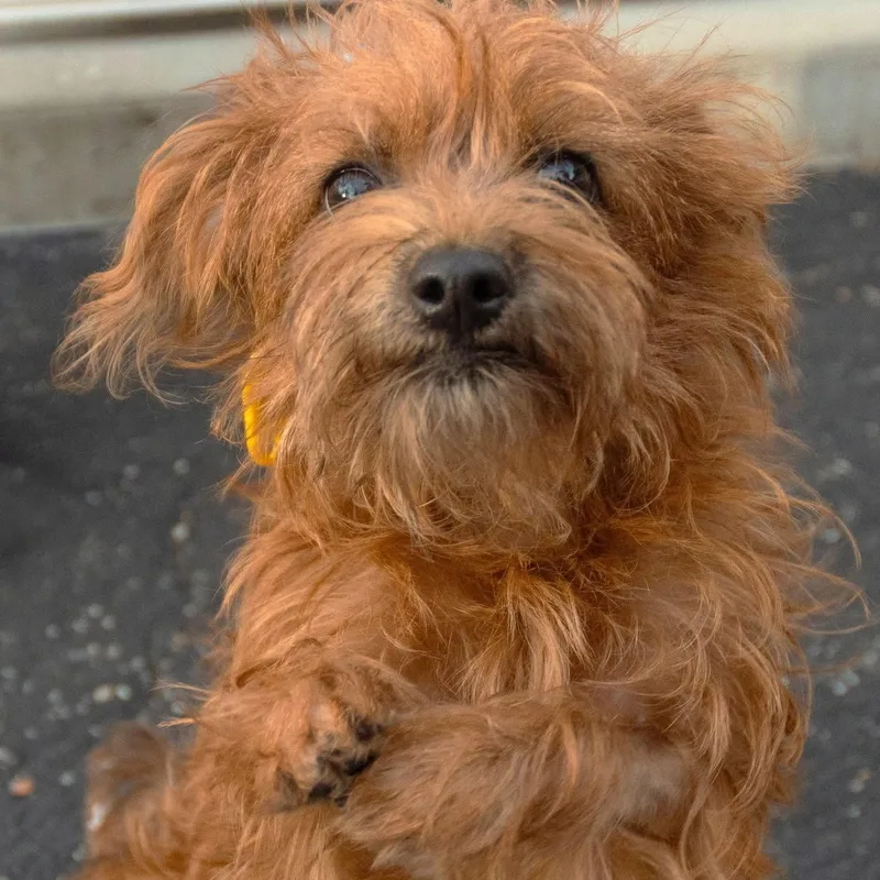 A baby small-sized female Yorkshire Terrier dog named Inez for adoption in Palatine, IL