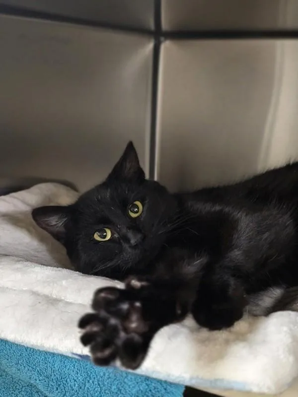 A young medium-sized male Domestic Short Hair cat named Lucion for adoption in Vancouver, WA