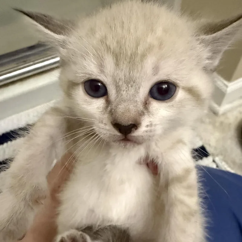 A baby small-sized female White Domestic Short Hair cat named Solar for adoption in Atlanta, GA