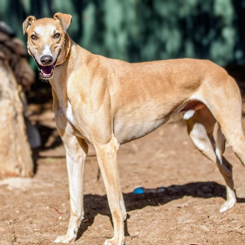 An adult large-sized male Yellow / Tan / Blond / Fawn Greyhound dog named Eric for adoption in Seattle, WA