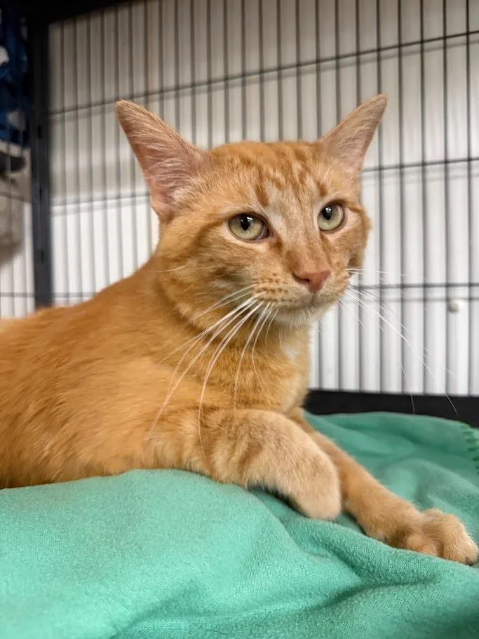 A young medium-sized male Domestic Short Hair cat named Catrick Swayze for adoption in Bourbonnais, IL