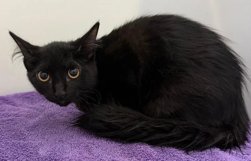 A young medium-sized female Black Domestic Medium Hair cat named Cove for adoption in Katy, TX