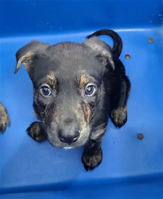 A young small-sized female Mixed Breed dog named Thea for adoption in Dallas, TX