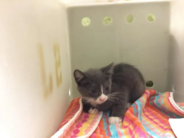 A baby small-sized female Domestic Short Hair cat named Sabbie for adoption in Riverside, CA