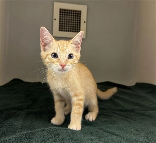 A baby small-sized male Domestic Short Hair cat named Little One for adoption in Statesville, NC