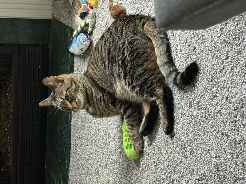 An adult large-sized female Tabby (Tiger Striped) Domestic Short Hair cat named Penny for adoption in Joliet, IL