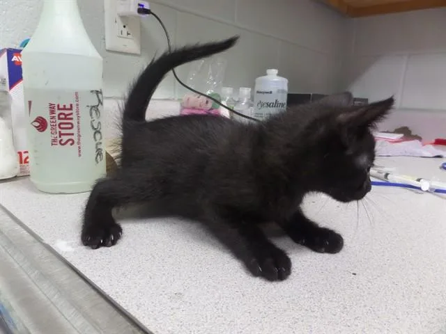 A baby small-sized male Domestic Short Hair cat named Buttons for adoption in Augusta, GA