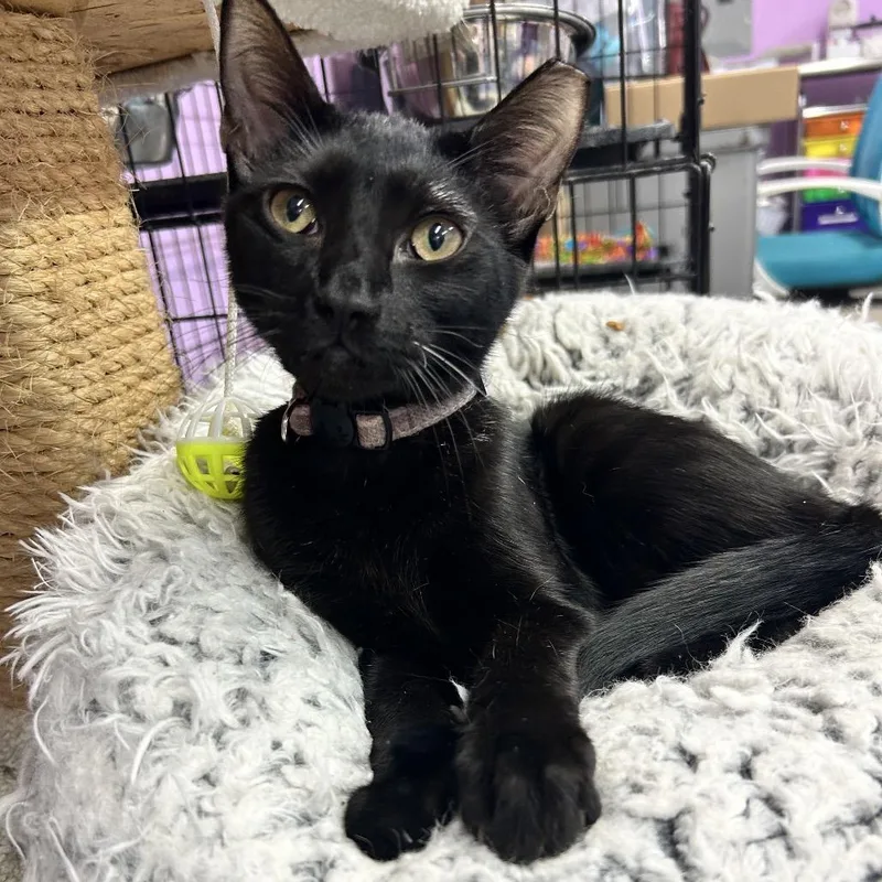 A young medium-sized male Black Domestic Short Hair cat named How Much Wood Would for adoption in Boerne, TX