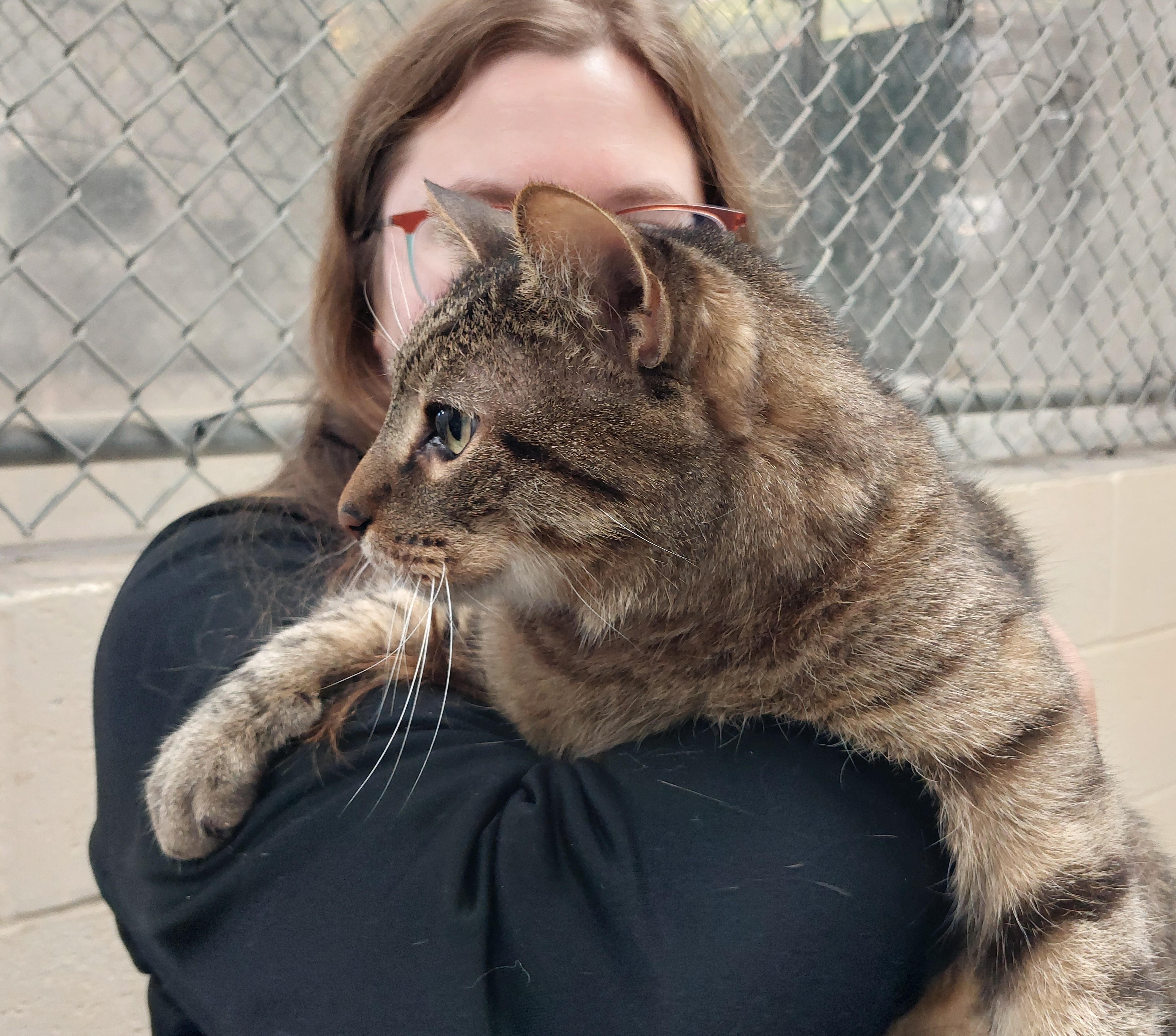 A senior large-sized male Domestic Short Hair cat named Zeus for adoption in Rehoboth, MA