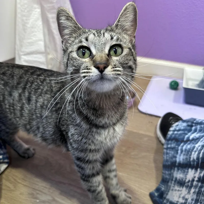 Maisie Moonshadow