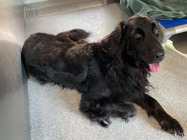 An adult large-sized male Flat-Coated Retriever dog named Orwyle for adoption in Tustin, CA