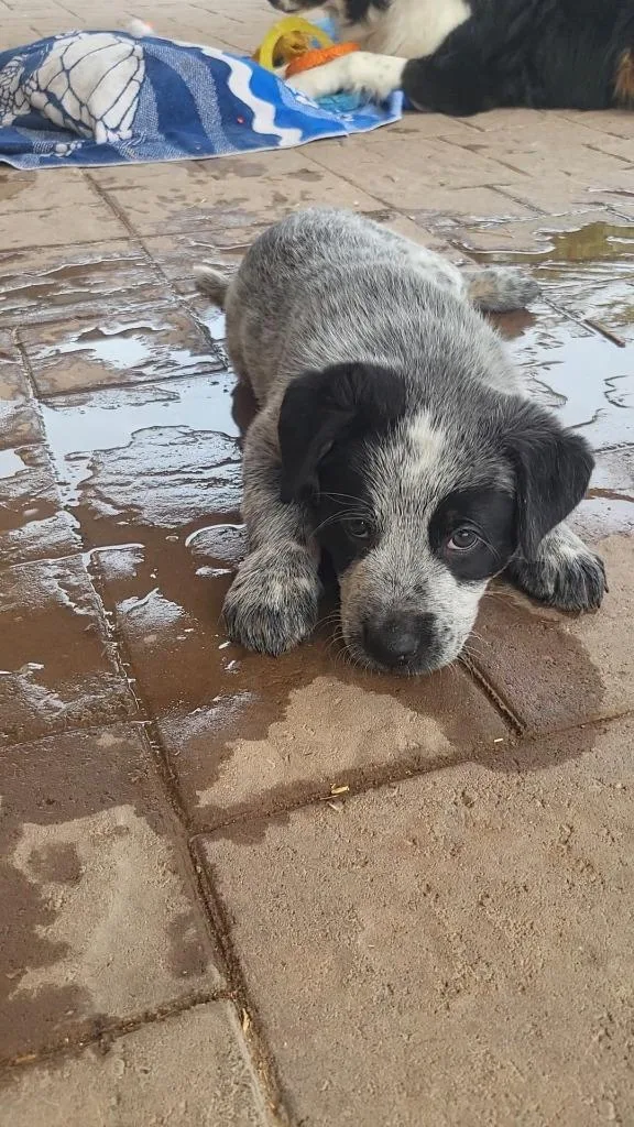 A baby medium-sized male Australian Cattle Dog / Blue Heeler dog named Rancher for adoption in Phoenix, AZ