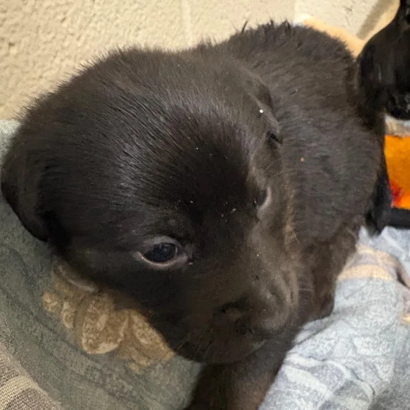 A baby small-sized male Black Mixed Breed dog named Cowboy for adoption in Milton, FL