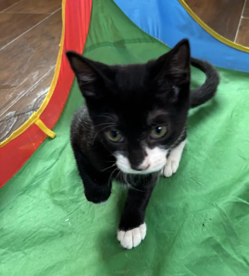 A young medium-sized male Black & White / Tuxedo Domestic Short Hair cat named Cake for adoption in Raymond, WA