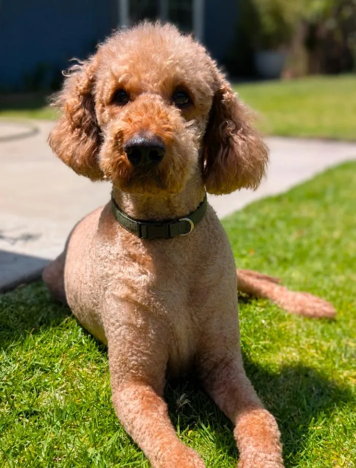 Max