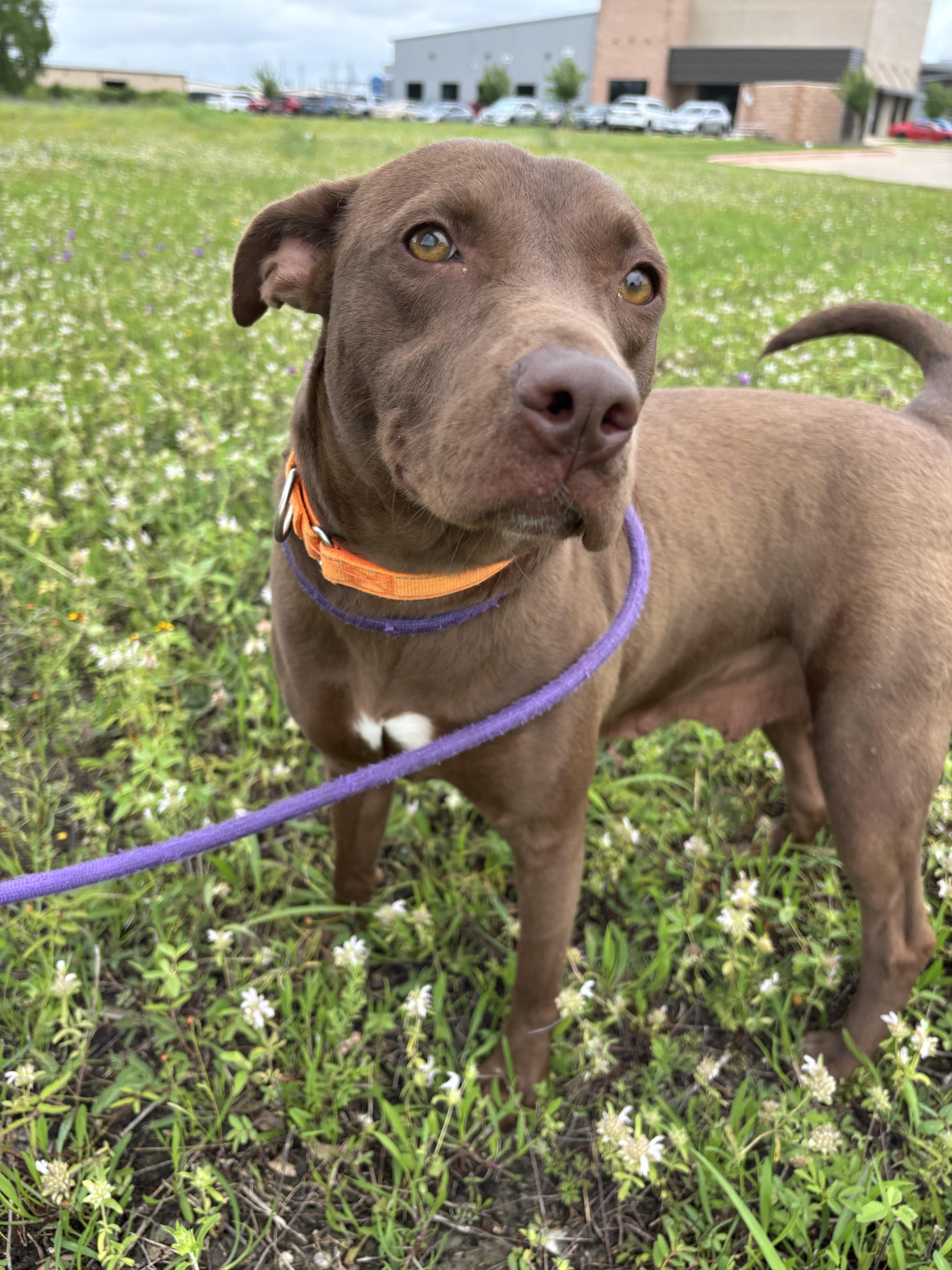 A young medium-sized female Chocolate Labrador Retriever dog named Chrissy for adoption in Pearland, TX