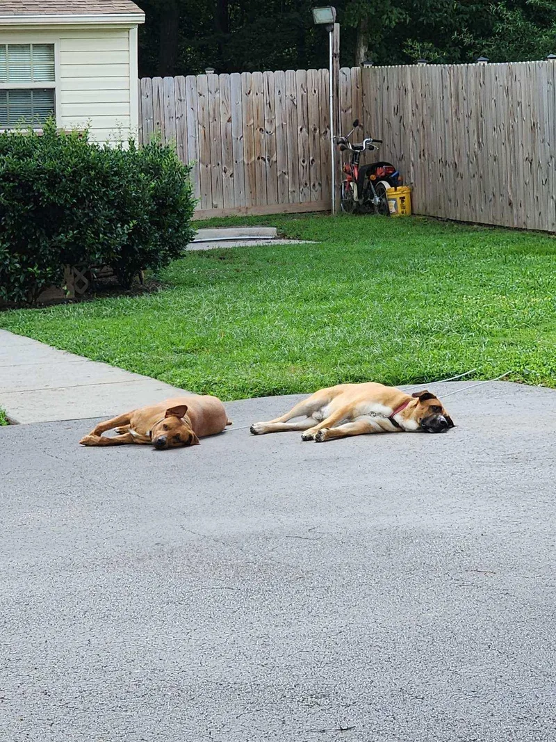 Blue And Bo thumbnail 2