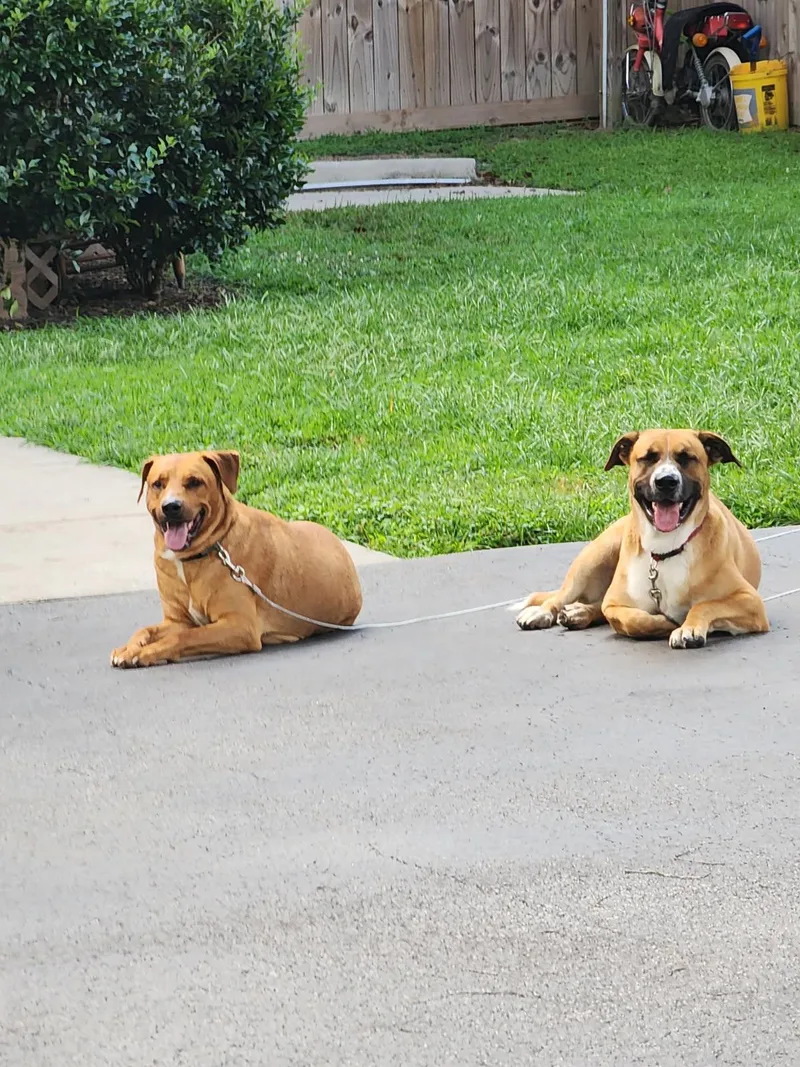 Blue And Bo thumbnail 3