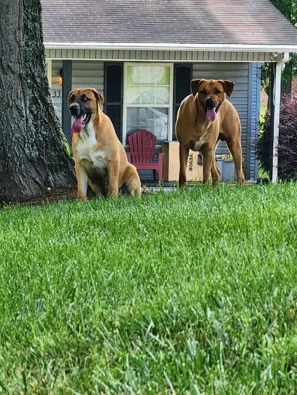 Blue And Bo thumbnail 4