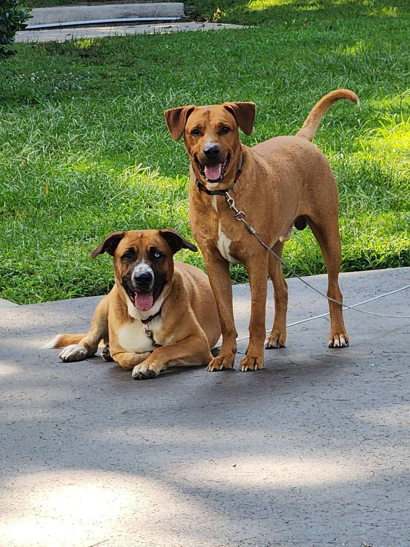 Blue And Bo thumbnail 5