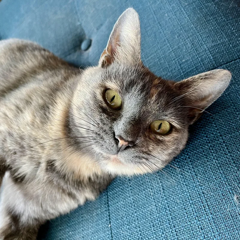 An adult medium-sized female Dilute Tortoiseshell Domestic Short Hair cat named Raisin for adoption in Nashville, TN