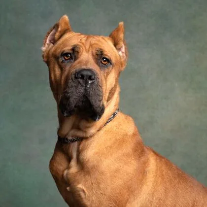 An adult large-sized female Mixed Breed dog named Marbles for adoption in Atlanta, GA