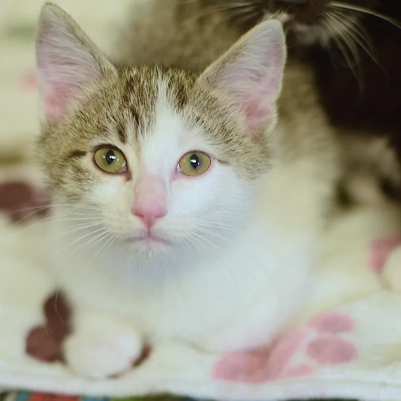 A baby small-sized female Brown / Chocolate Domestic Short Hair cat named Cosmo for adoption in Belleville, IL