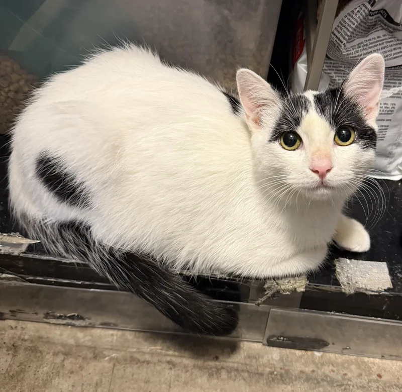 A baby medium-sized male Black & White / Tuxedo Tuxedo cat named Sam for adoption in Woodinville, WA