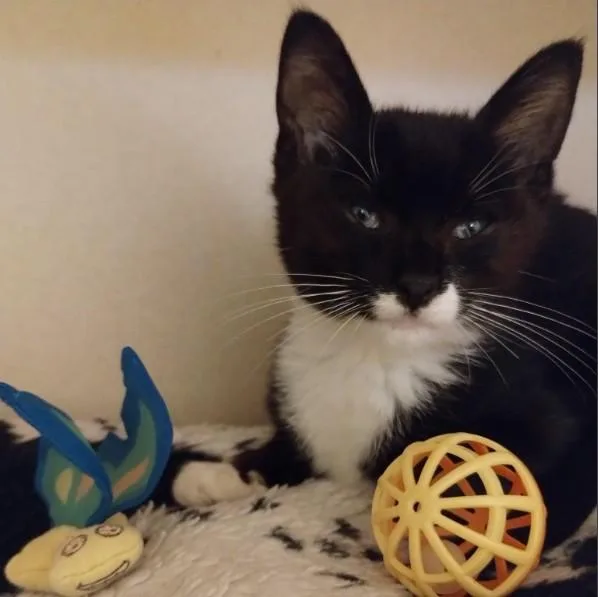 A baby small-sized female Domestic Short Hair cat named Foxy for adoption in Alameda, CA