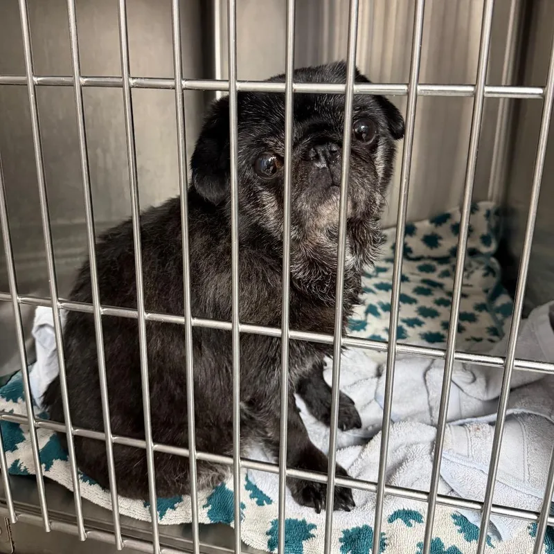 A senior small-sized female Black Pug dog named Georgia for adoption in Uniontown, PA