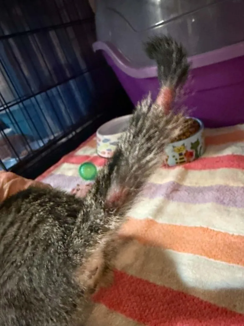 A baby medium-sized male Gray / Blue / Silver Tabby cat named Hootie for adoption in Waxahachie, TX