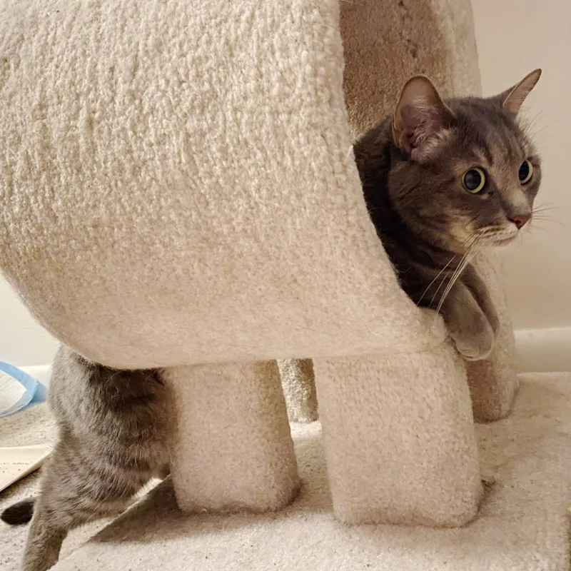 A senior medium-sized female Gray / Blue / Silver Domestic Short Hair cat named Cecelia Kent for adoption in Merrifield, VA