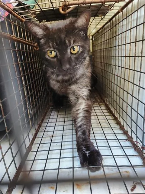 A young medium-sized male Domestic Short Hair cat named Wolfie for adoption in Huntsville, AL