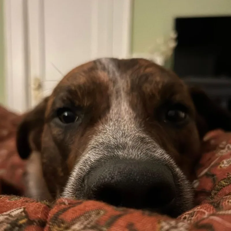 An adult small-sized male Brindle Mixed Breed dog named Courtesy Listing  Riggins for adoption in Tuscaloosa, AL