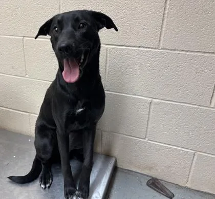 An adult medium-sized female Black Labrador Retriever dog named Chrissy for adoption in Harlingen, TX