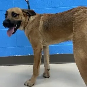 A young small-sized male Mountain Dog dog named Chubbs for adoption in Pine Bluff, AR
