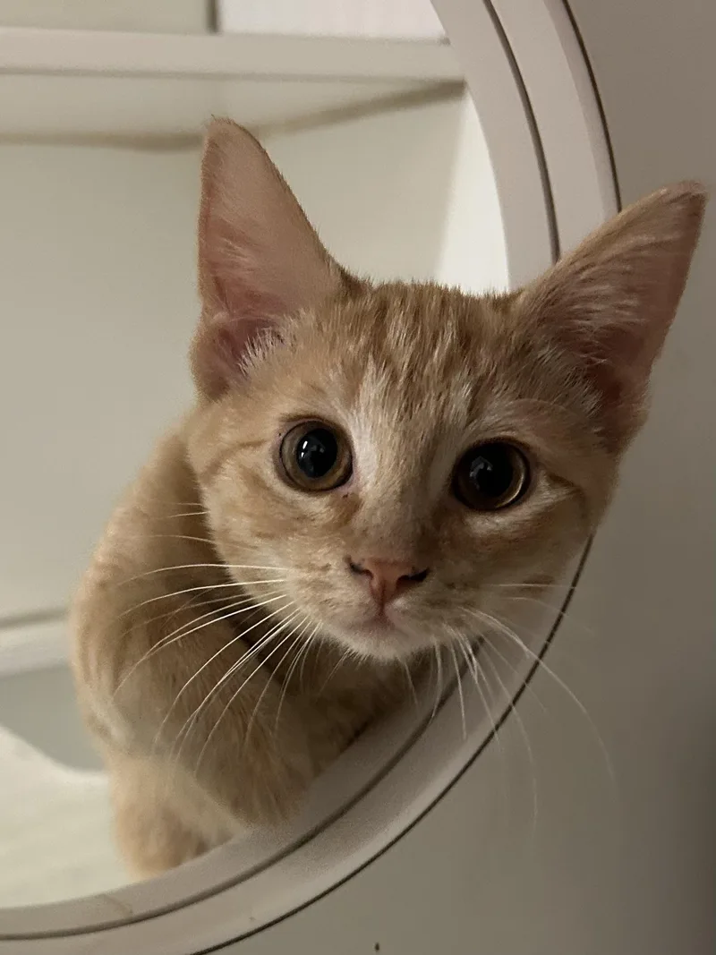 A baby medium-sized female Tabby (Orange / Red) Domestic Short Hair cat named Blitz for adoption in Mason City, IA