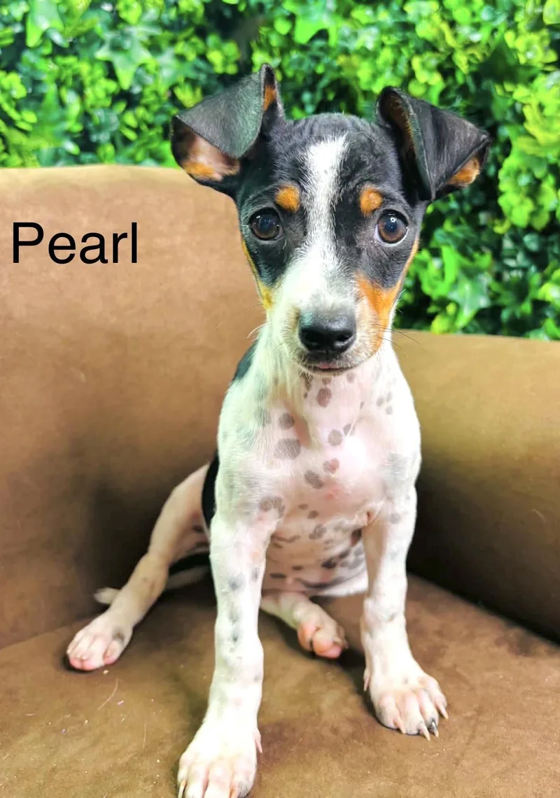 Pearl thumbnail 4