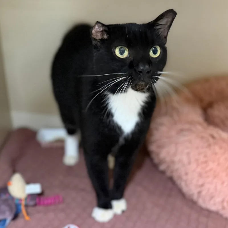 A senior large-sized female Domestic Short Hair cat named Mercy for adoption in Sarasota, FL