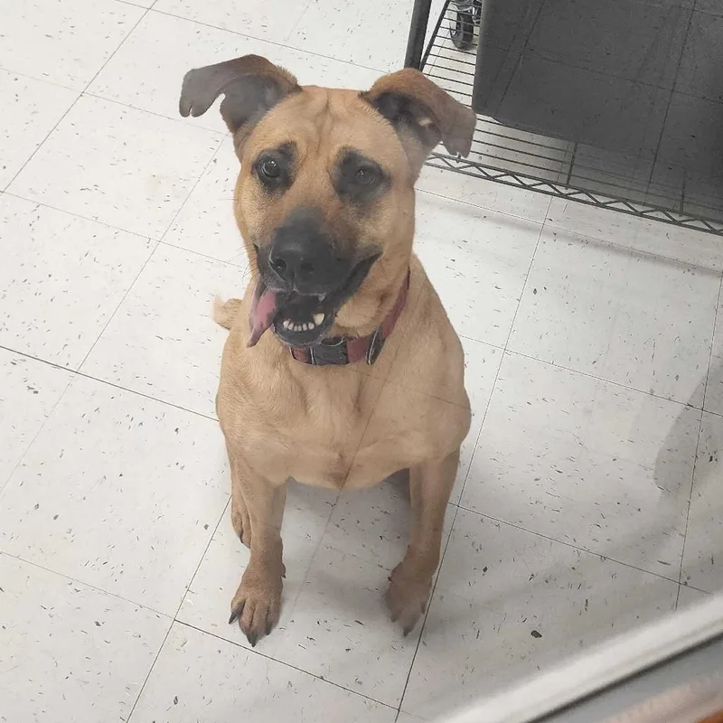 An adult medium-sized female Red / Chestnut / Orange Mixed Breed dog named Circe for adoption in Davenport, IA