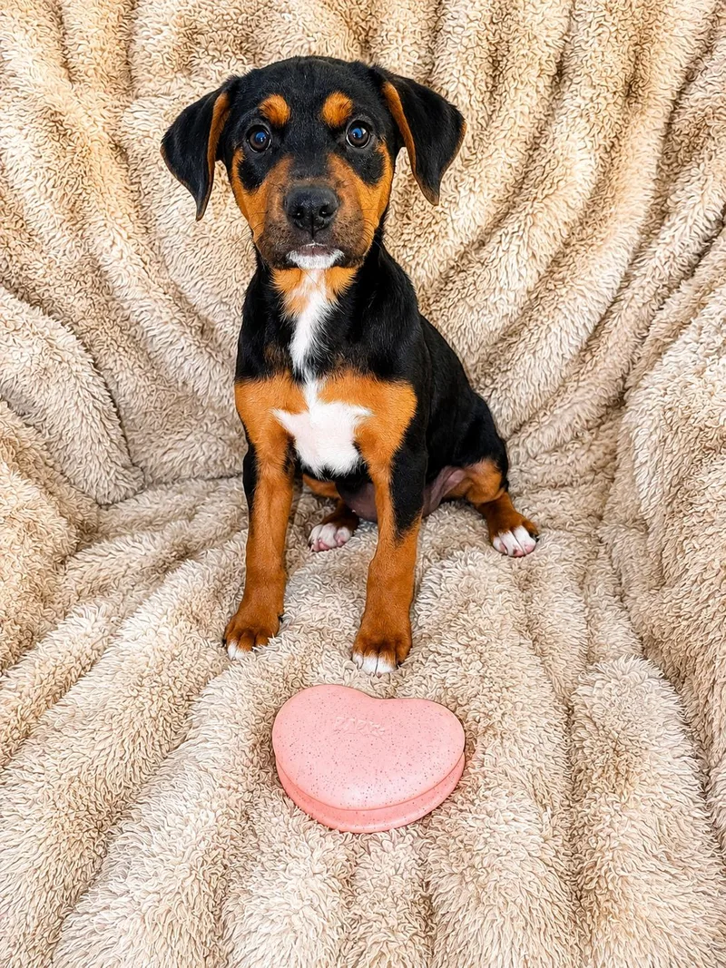A baby large-sized female Black Mixed Breed dog named Marilyn Monroe for adoption in Kenosha, WI