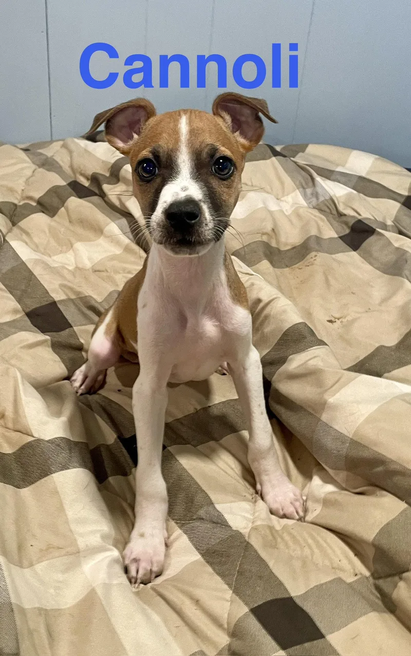 A baby small-sized male Chihuahua dog named Cannoli for adoption in Topeka, KS